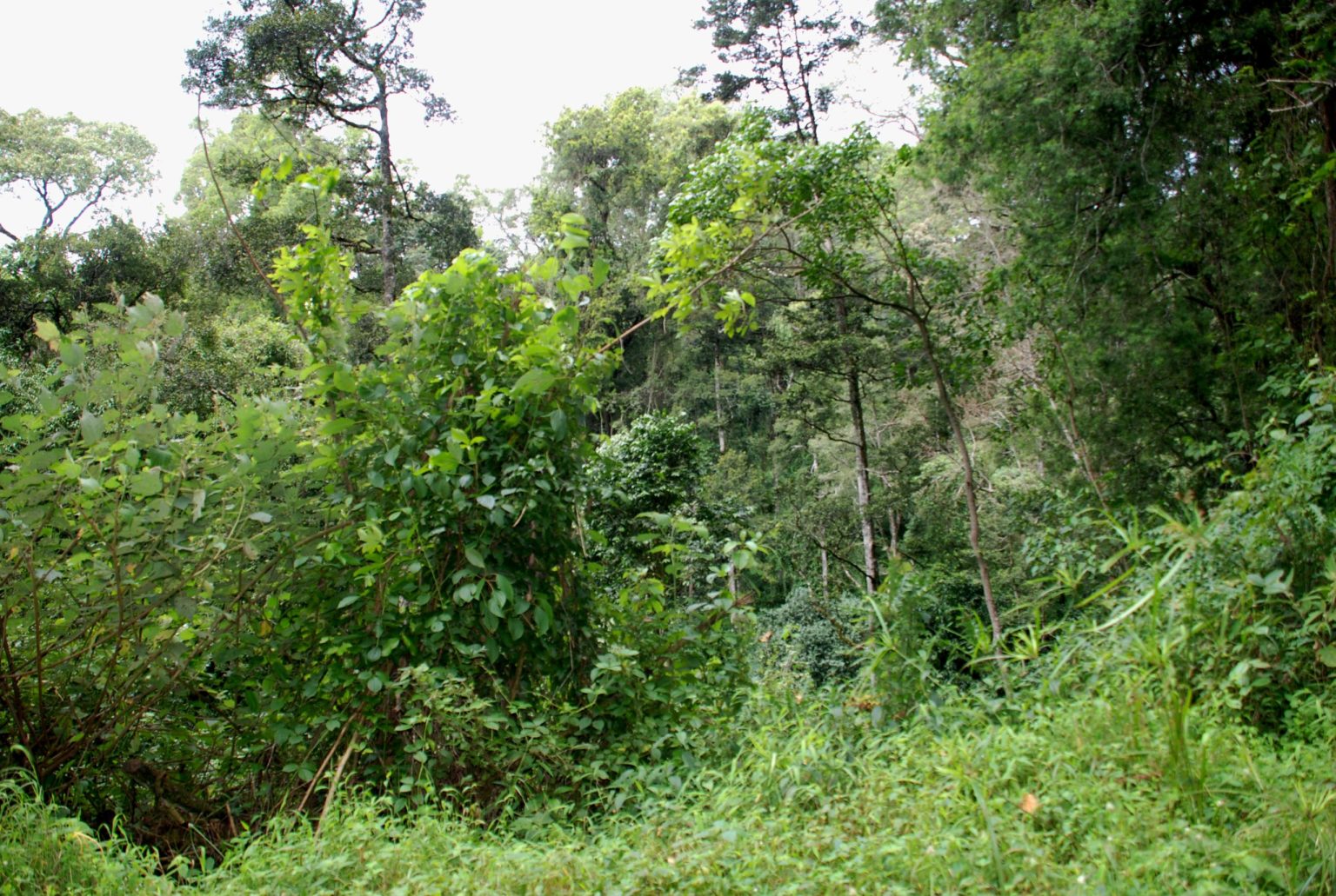 Dense montane forest and undergrowth inside Mount Elgon National Park.