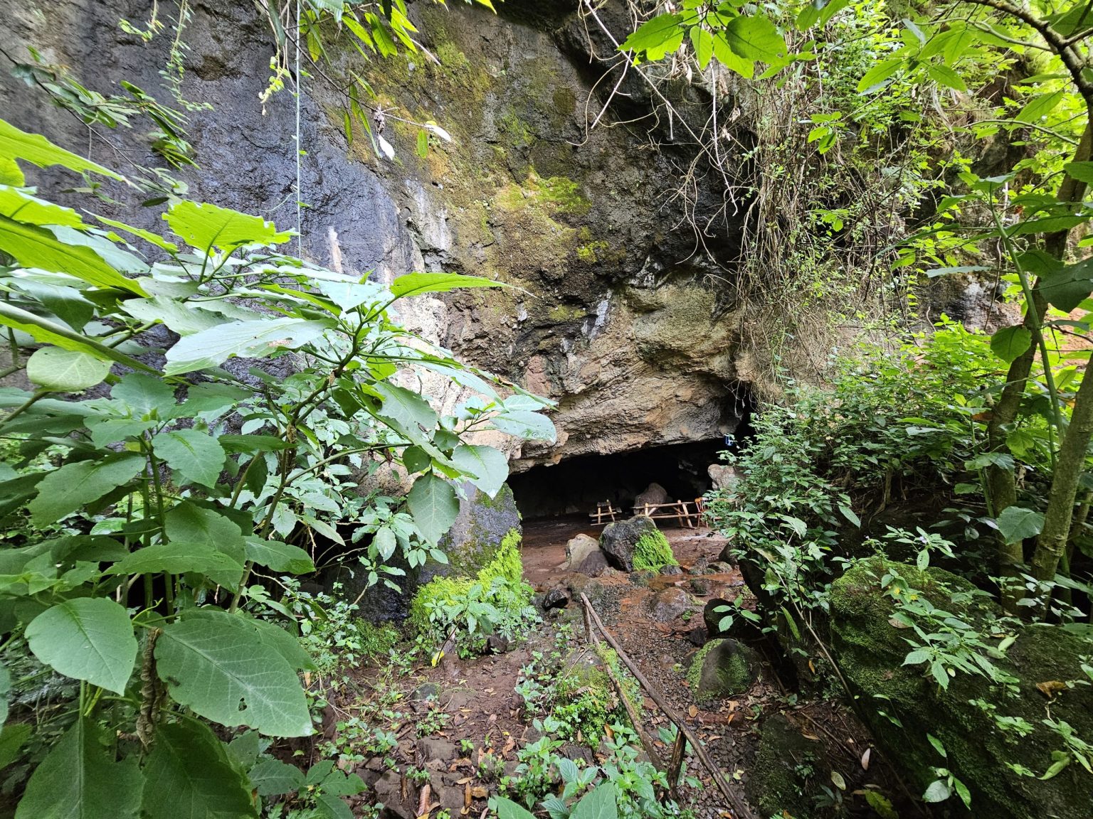 The overgrown mouth of Mise Cave, a cultural site in the hills near Sipi.