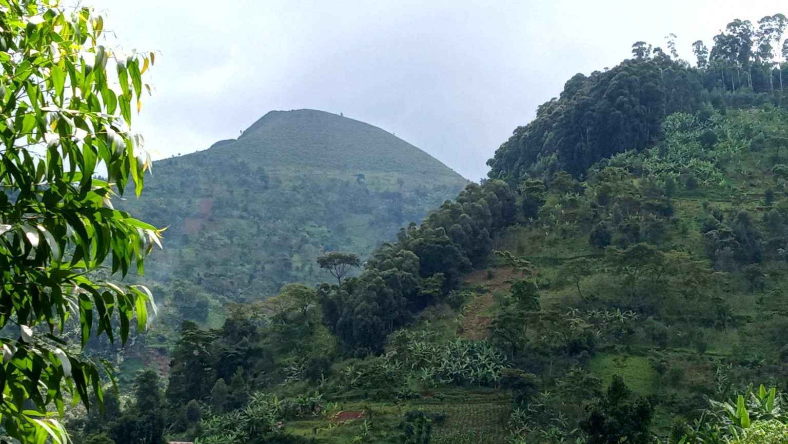 A green conical hill and forested farmland on the lower slopes of Mount Elgon.
