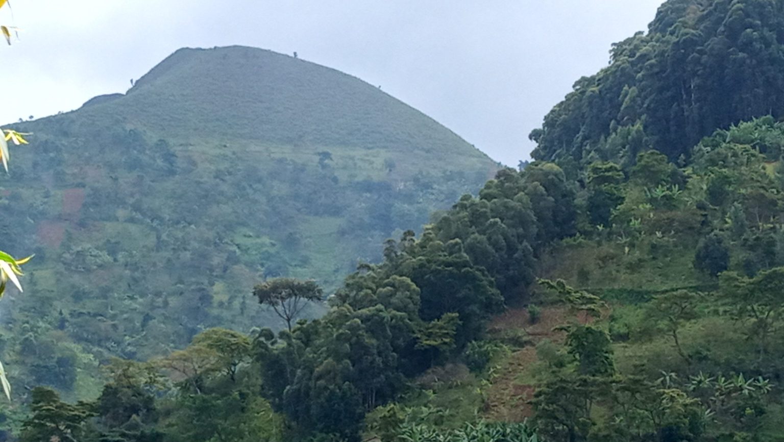 A forested ridge of the Mount Elgon massif rising above banana gardens.