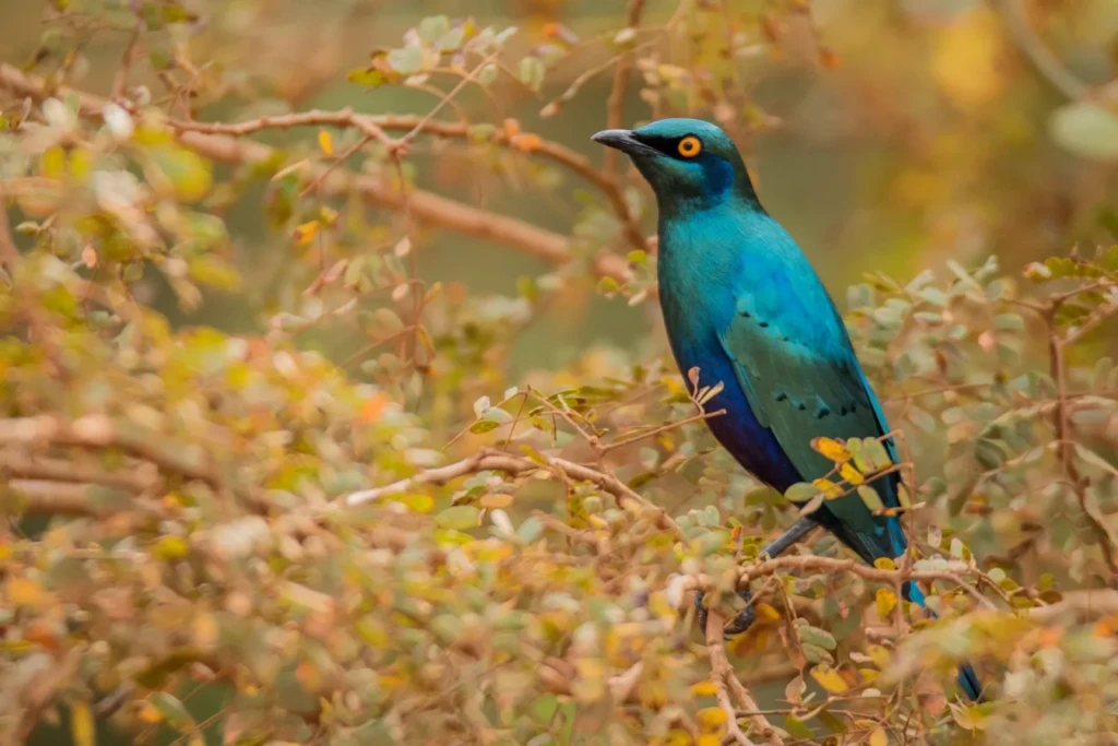 A glossy blue starling perched among dry branches on the slopes of Mount Elgon.