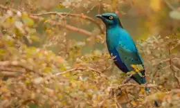 A glossy blue starling perched among dry branches on the slopes of Mount Elgon.