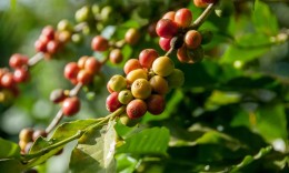Ripe red and yellow arabica cherries on the branch at a smallholder farm on Mount Elgon.
