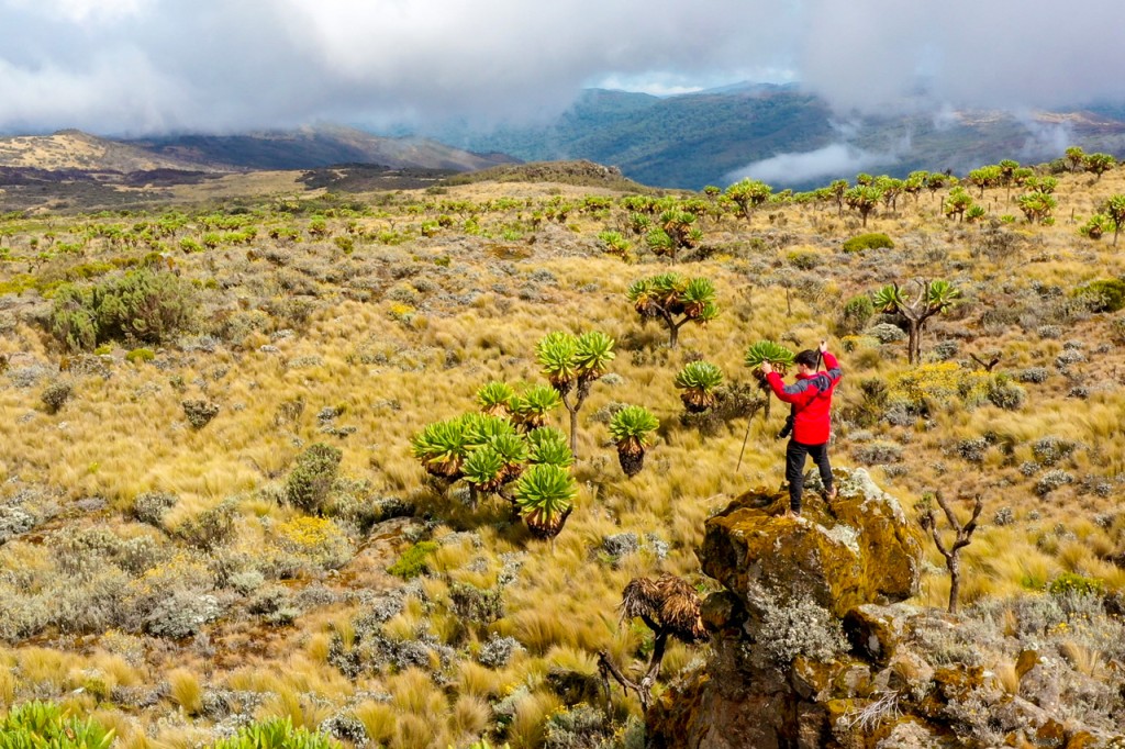 A hiker among giant groundsel on the open moorland of the Mount Elgon caldera.