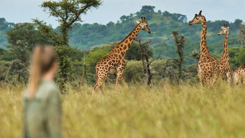 Giraffes among trees in the open grassland of Pian Upe Wildlife Reserve.