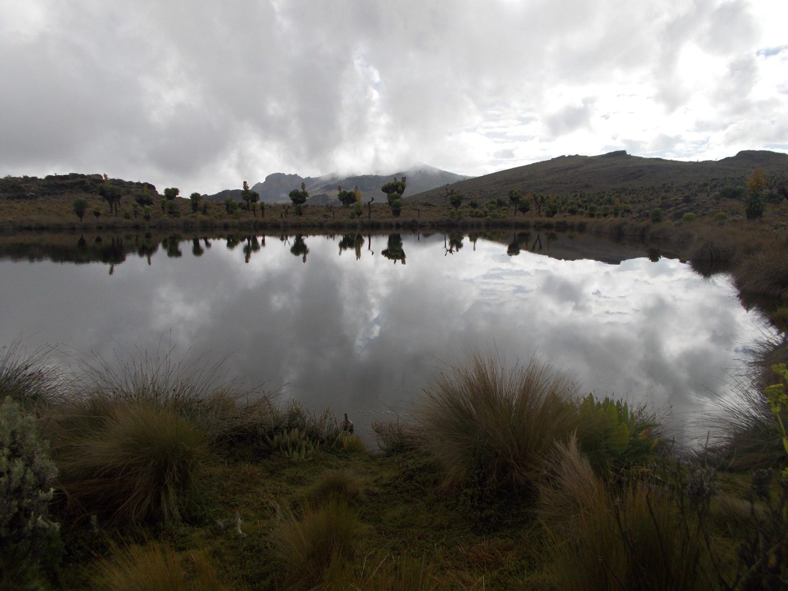 A shallow tarn on Mount Elgon's high moorland reflecting cloud, with the summit ridge beyond.